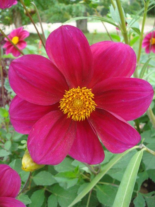 Dahlia x 'Ingrid' fleur